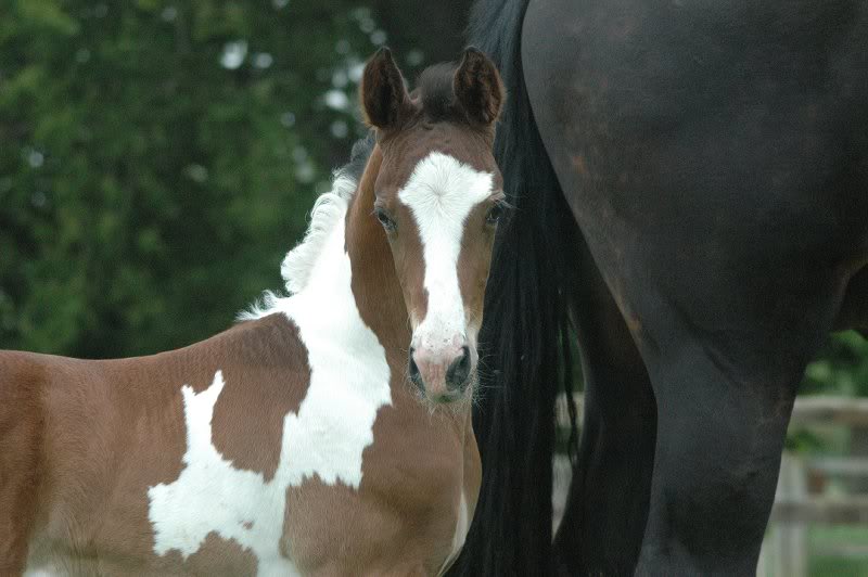 Volatis Dieppe (Pepe)