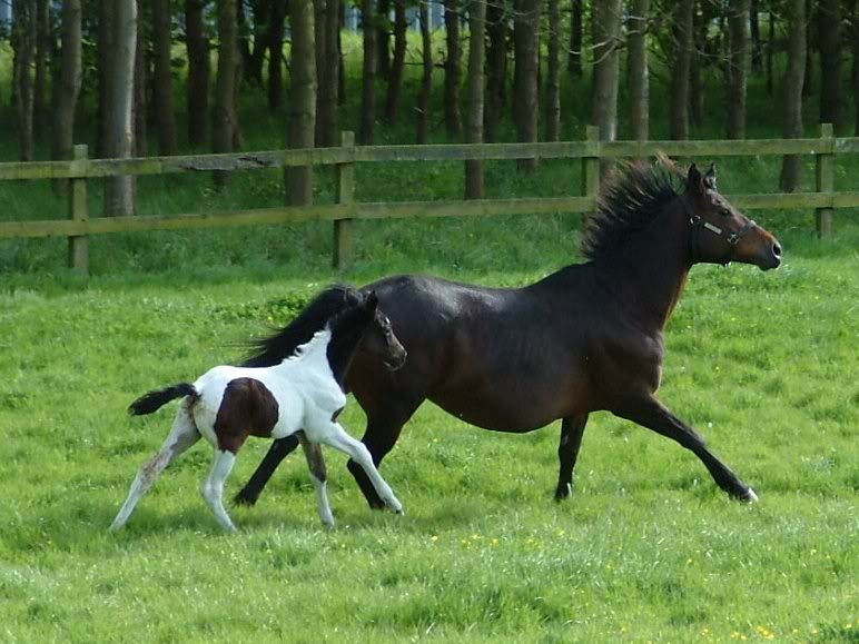 Volatis Vienna gallop