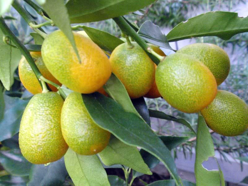 Kumquat