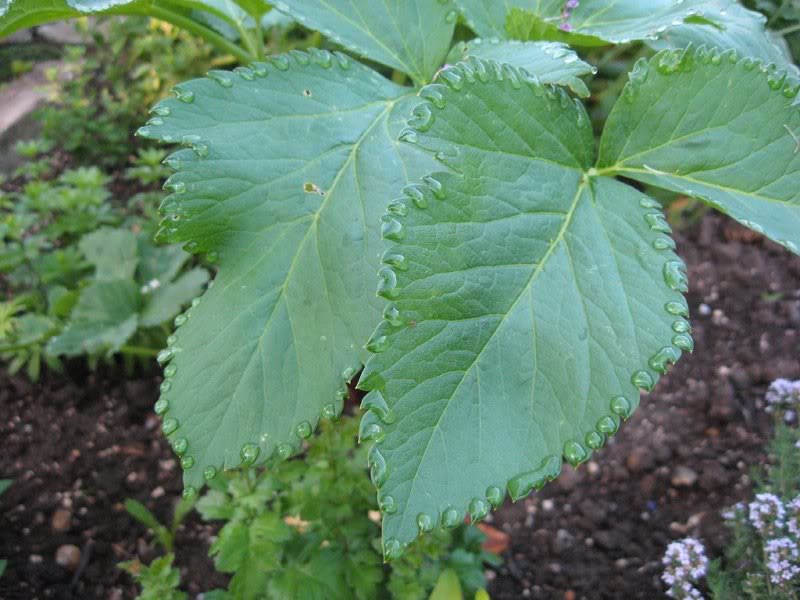 Angelica with Water Droplets 29.5.09