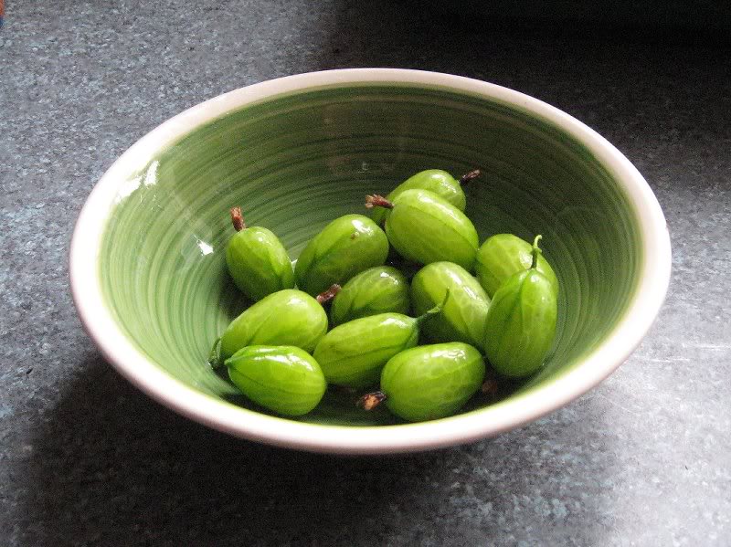 Gooseberries 29.5.09