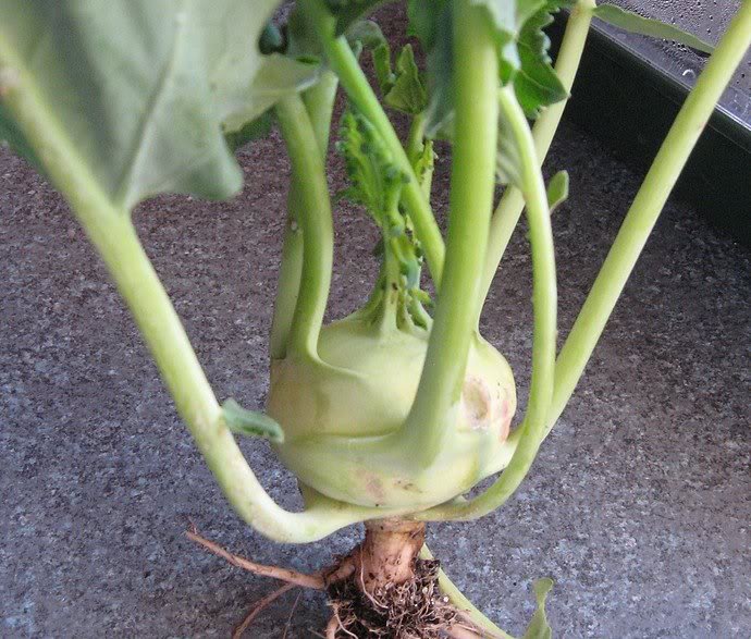 Kohl Rabi 002 - 30.5.09