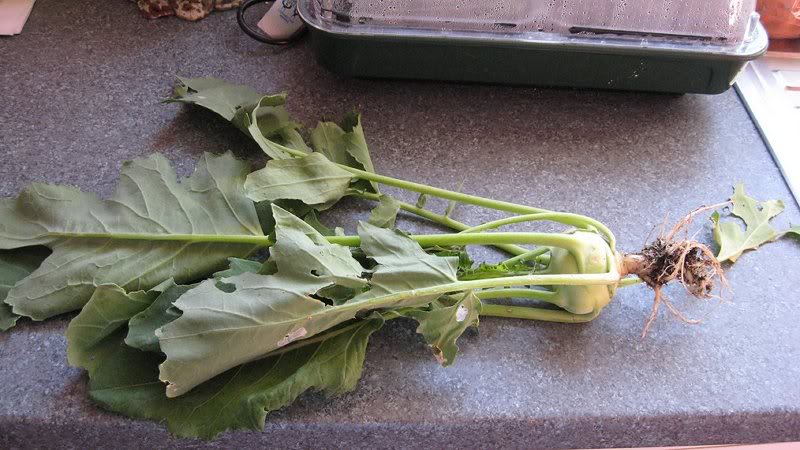 Kohl Rabi 30.5.09