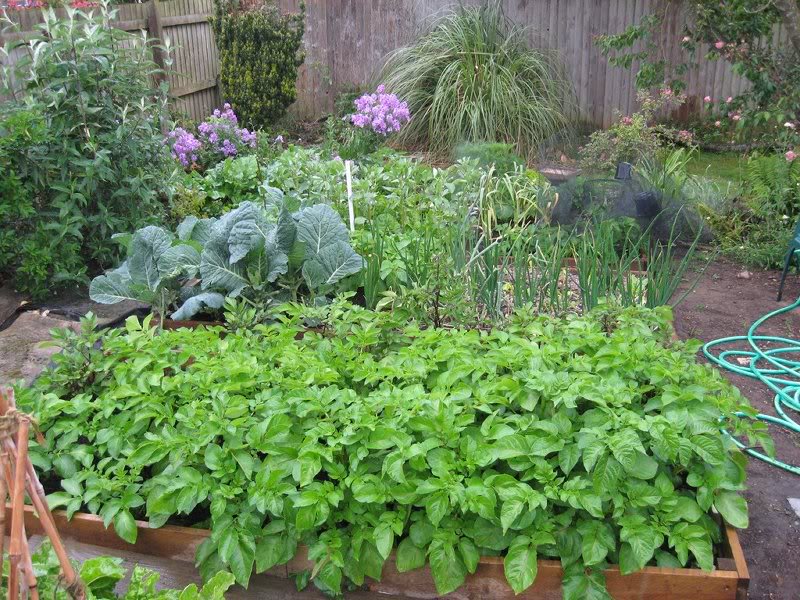 Potatoes, Onion, Cabbage, etc. 27.5.09