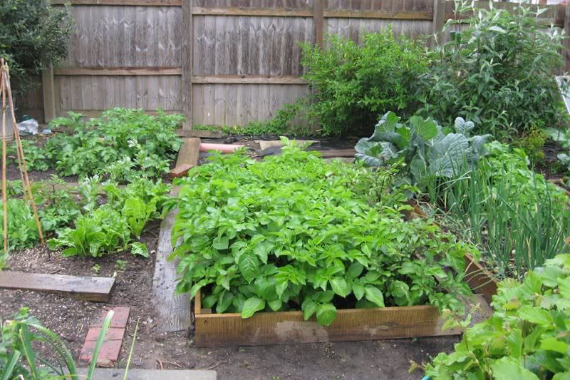 Vegetables in the Rain 27.5.09