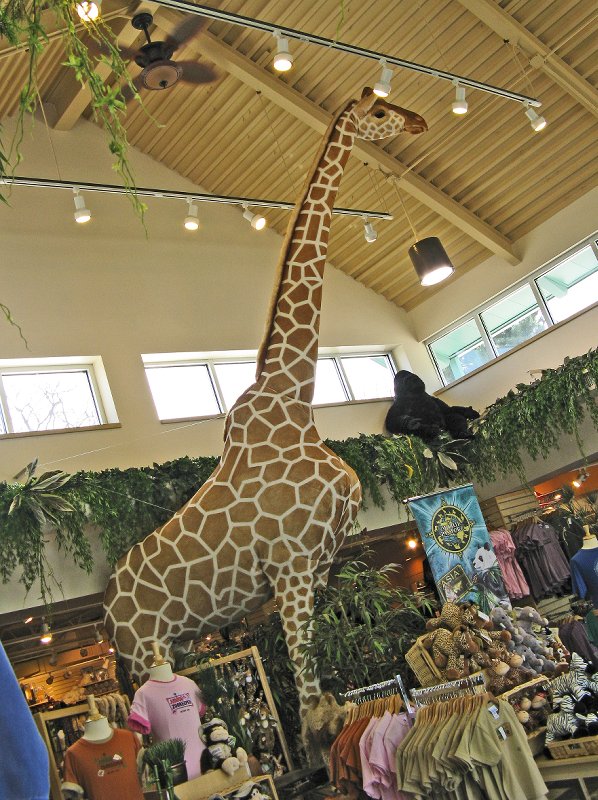 Gift shop giraffe