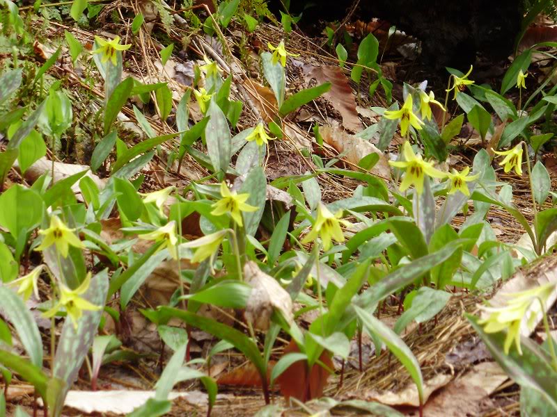 Did I mention I saw Trout Lily?