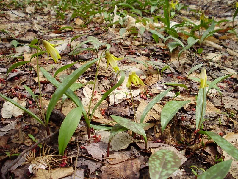 Trout Lilies