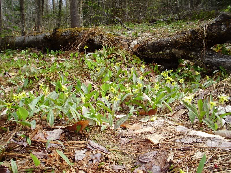 more and more Trout Lilies