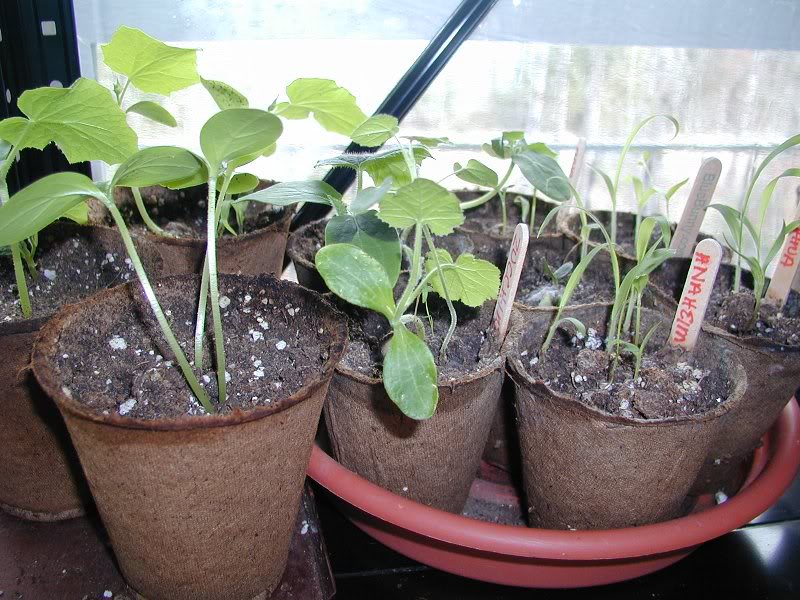 Seedlings