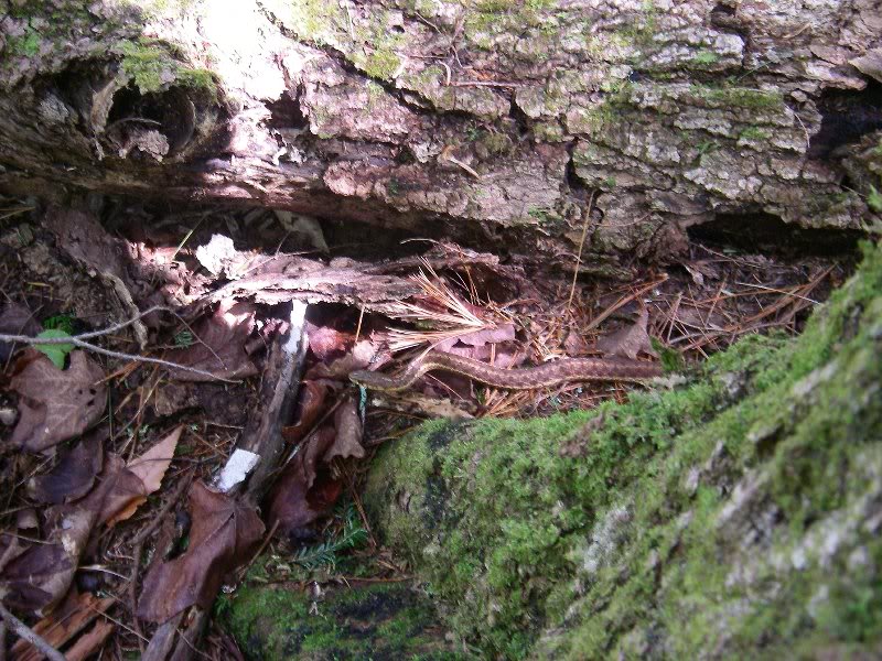 Evan's Notch, May 2009 001