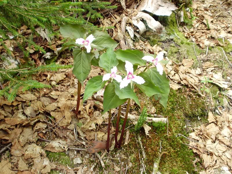 Painted Trillium, Hi- Cannon trail
