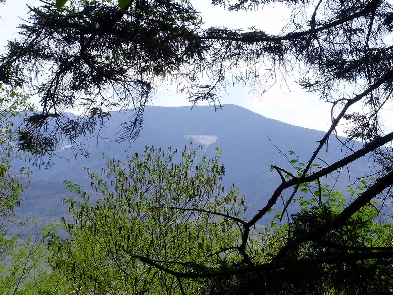 "Shining Rock" through the trees