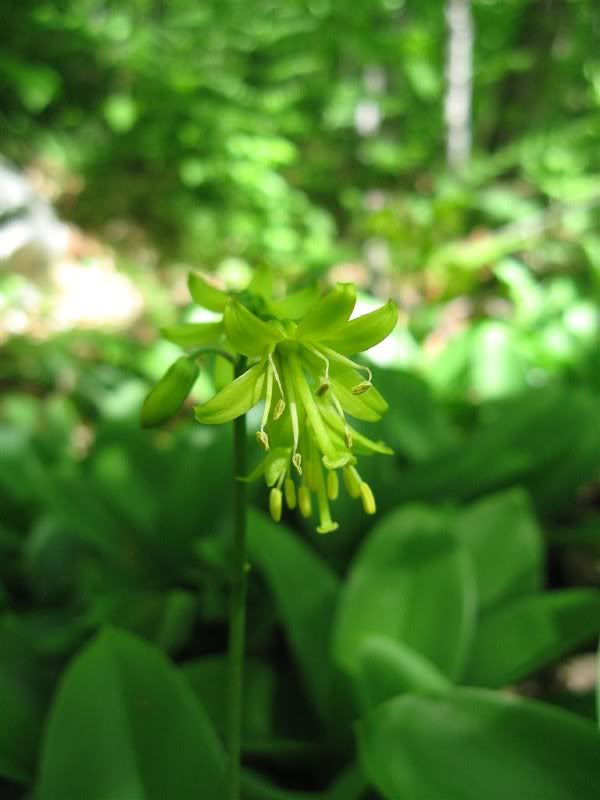 Bluebead Lily - early bloom