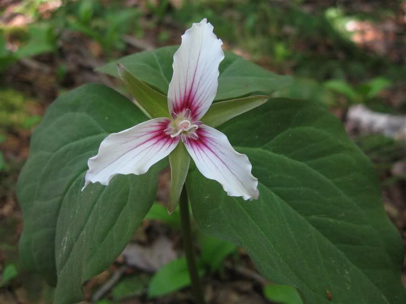 Painted Trillium