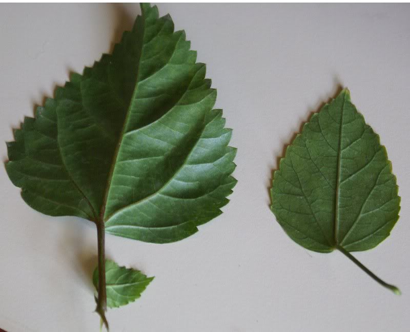 Hibiscus-rosa-s inensis-Hibiscu s-sp-leaf-lower -side-AK-7...