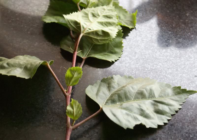 Hibiscus-rosa-s inensis-leaf-AK -7-5-DSC00543