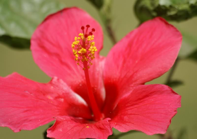 Hibiscus-rosasi nensis-flower
