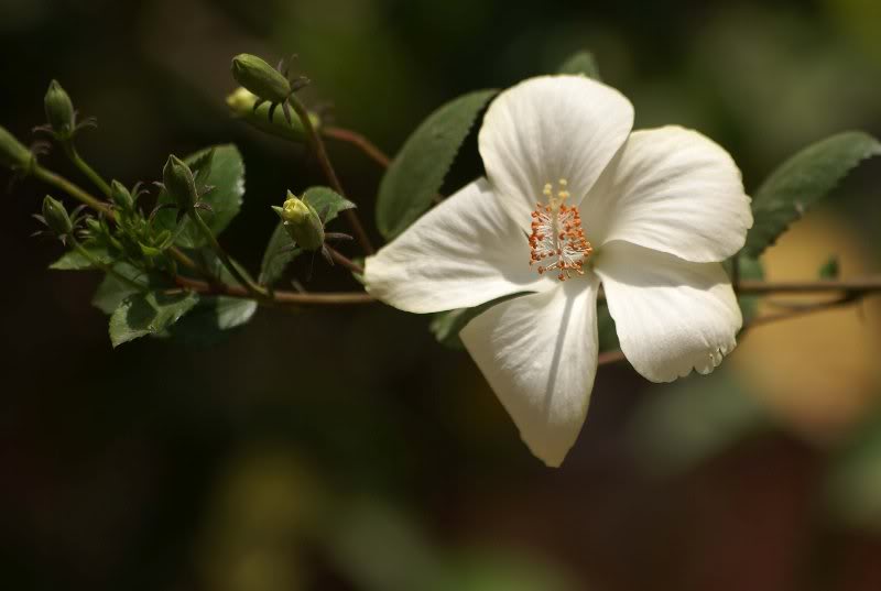 Hibiscus-sp-101 AK-pl-13-4
