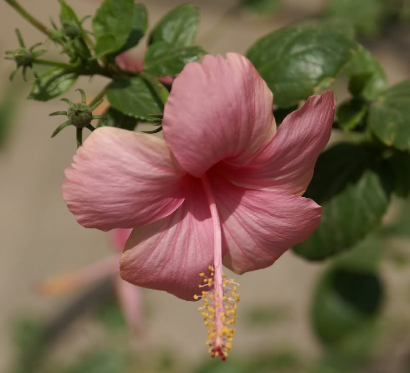 Hibiscus-sp-AK- Pink-7-5-DSC005 20