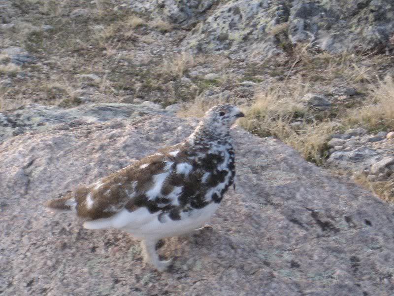 Ptarmigan