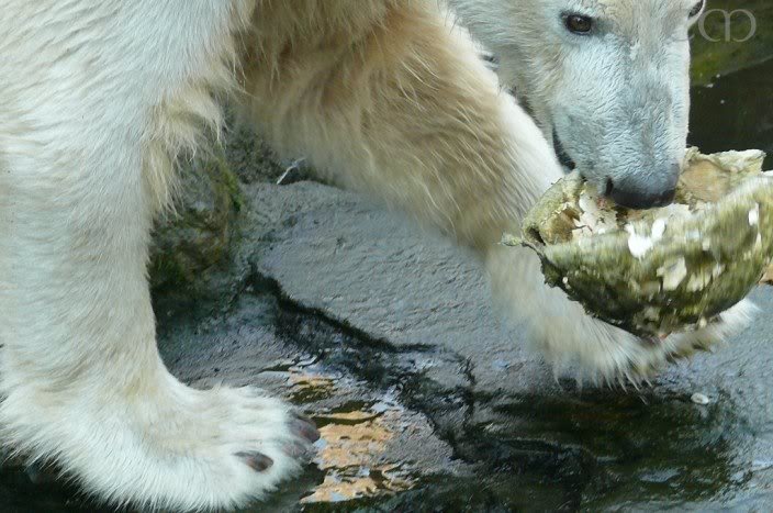 It's 8 AM and your Knuti thought a bit of ball play wou...