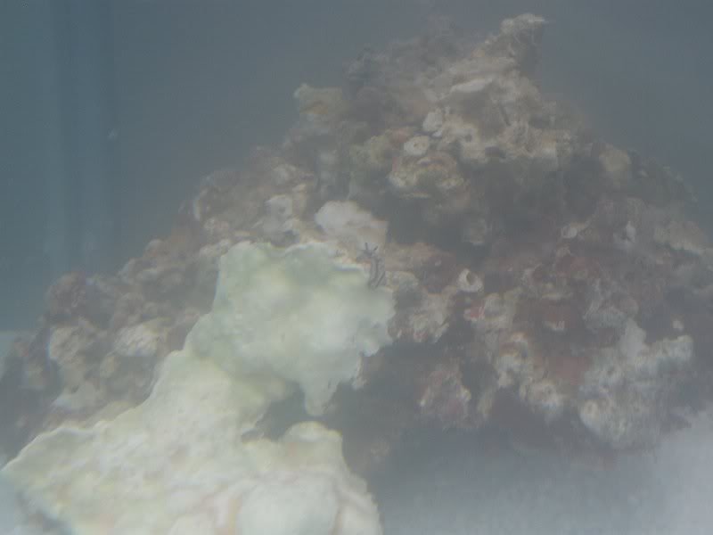 55 Litre Aquarium - Flatworm - 20090523-001