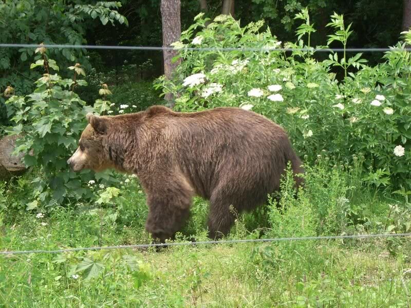 dieser macht seinen Morgenspazierga ng