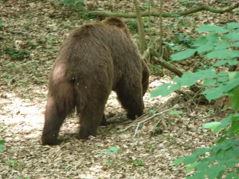 er ist auf Nahrungssuche