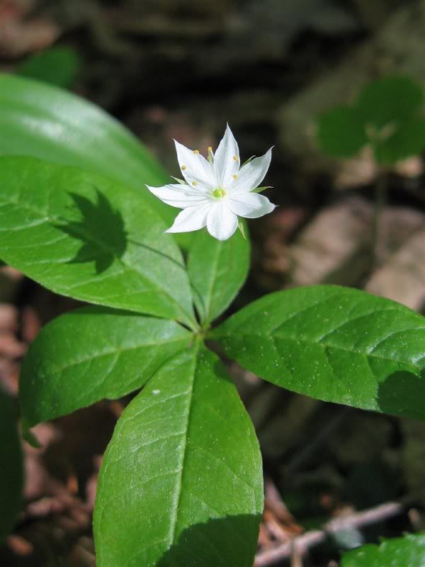 Starflower (Trientalis borealis)