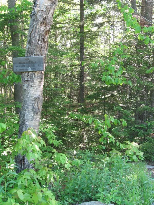 Up the logging road and hang a left