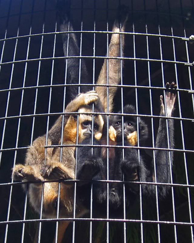 Gabriella's Crested Gibbon