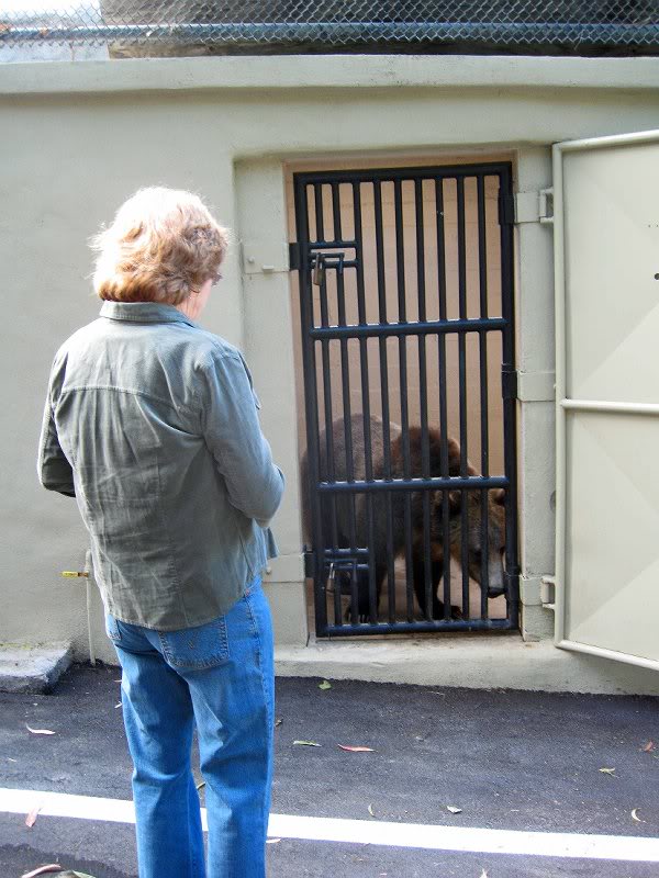 Manchurian Brown Bear