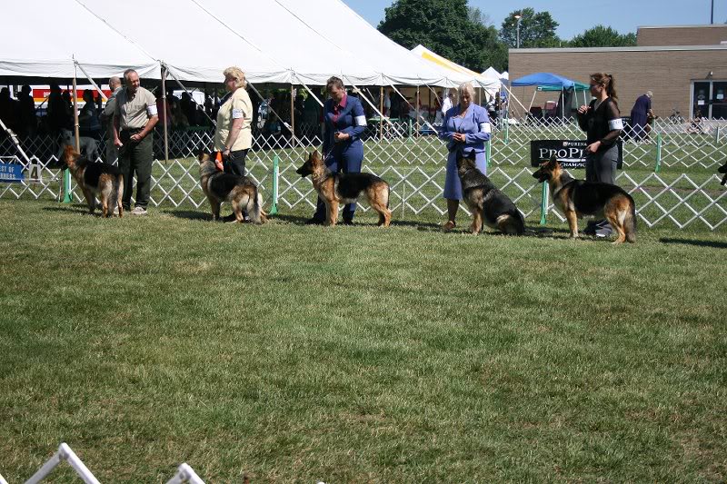 GSD in the ring