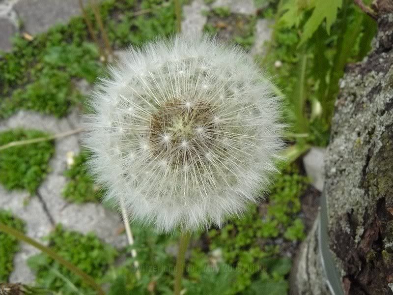 Swiss Alpine flora-seed
