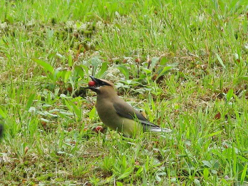 cedar waxwing 01