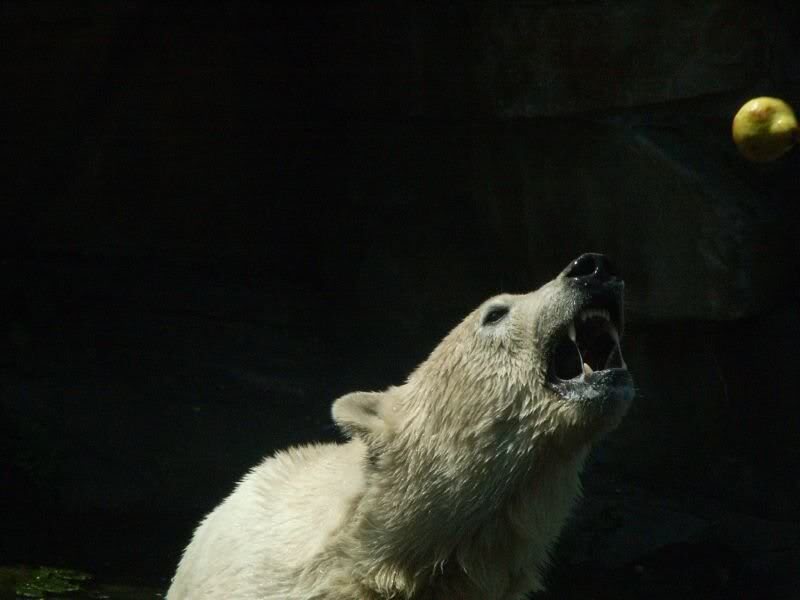 Apfel auf der Zielgeraden