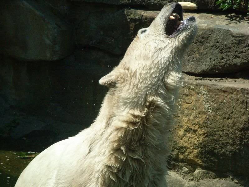 der naechste Happen kommt