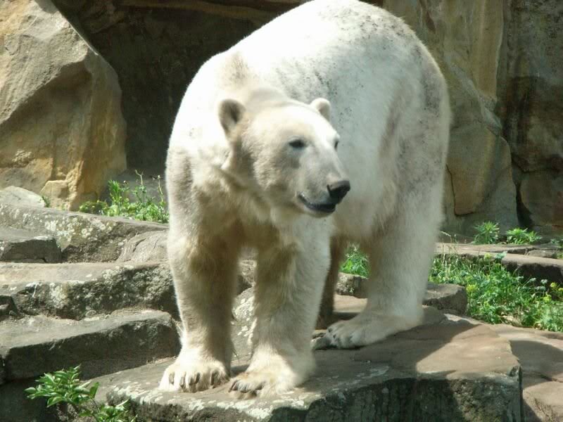 ... hin und wieder beaeugt er seine Besucher