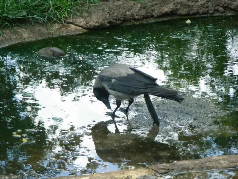 Kraehen im Wolfsgehege