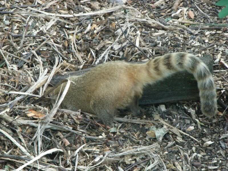 Nasenbaer auf Schatzsuche