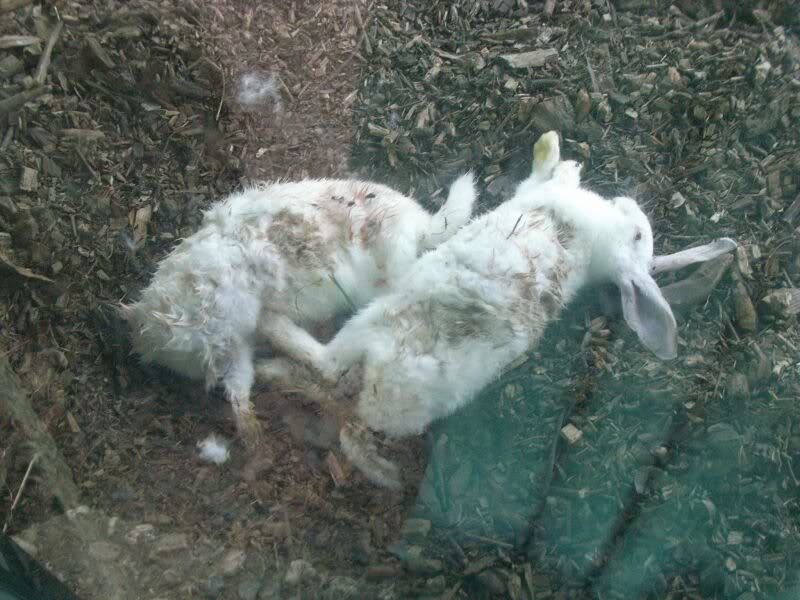 Vorratskammer der Woelfe