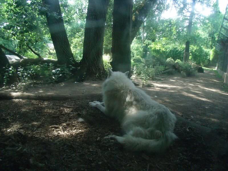 der Besitzer der Kaninchen