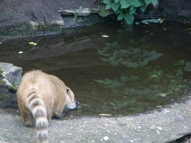 wen wundert�s auch Nasenbaeren muessen ihren Durst loes...