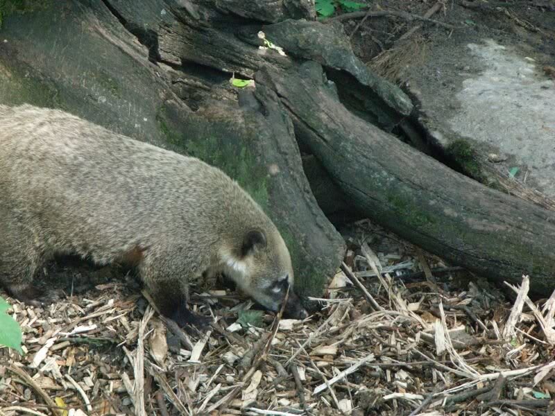 wonach er wohl graebt
