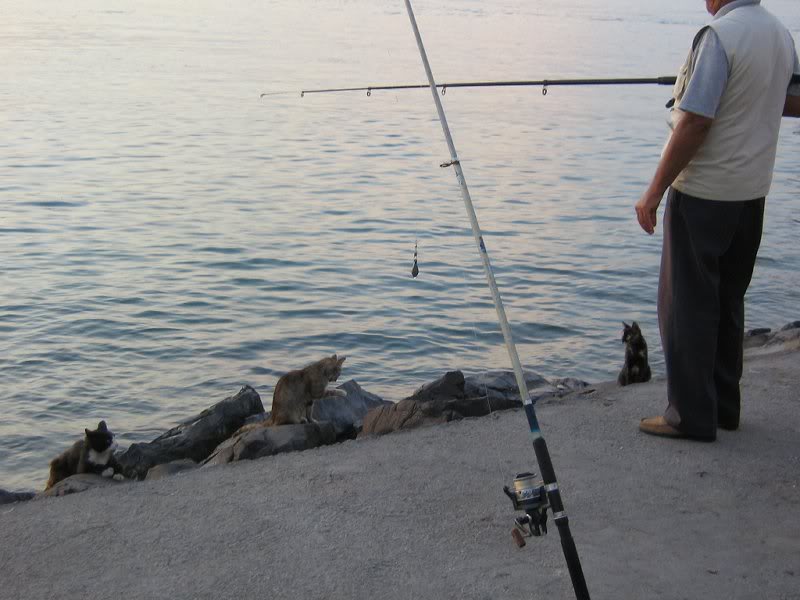 pisici asteptand pestic