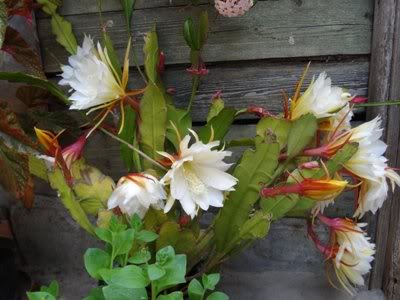 Epiphyllum alb-galbui