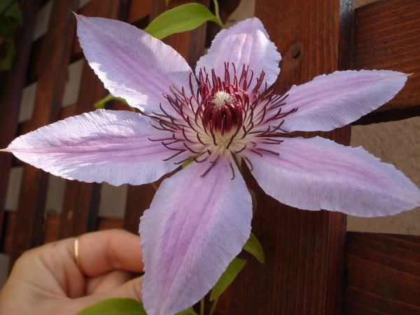 clematis roz