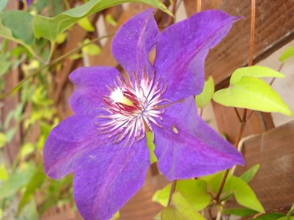 clematis violet