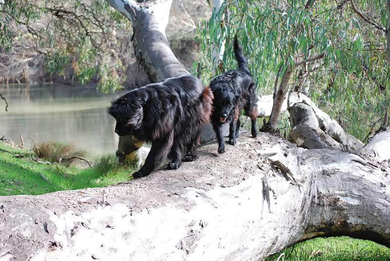 another log to climb